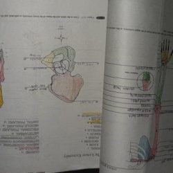 Biology lab manual 13th edition