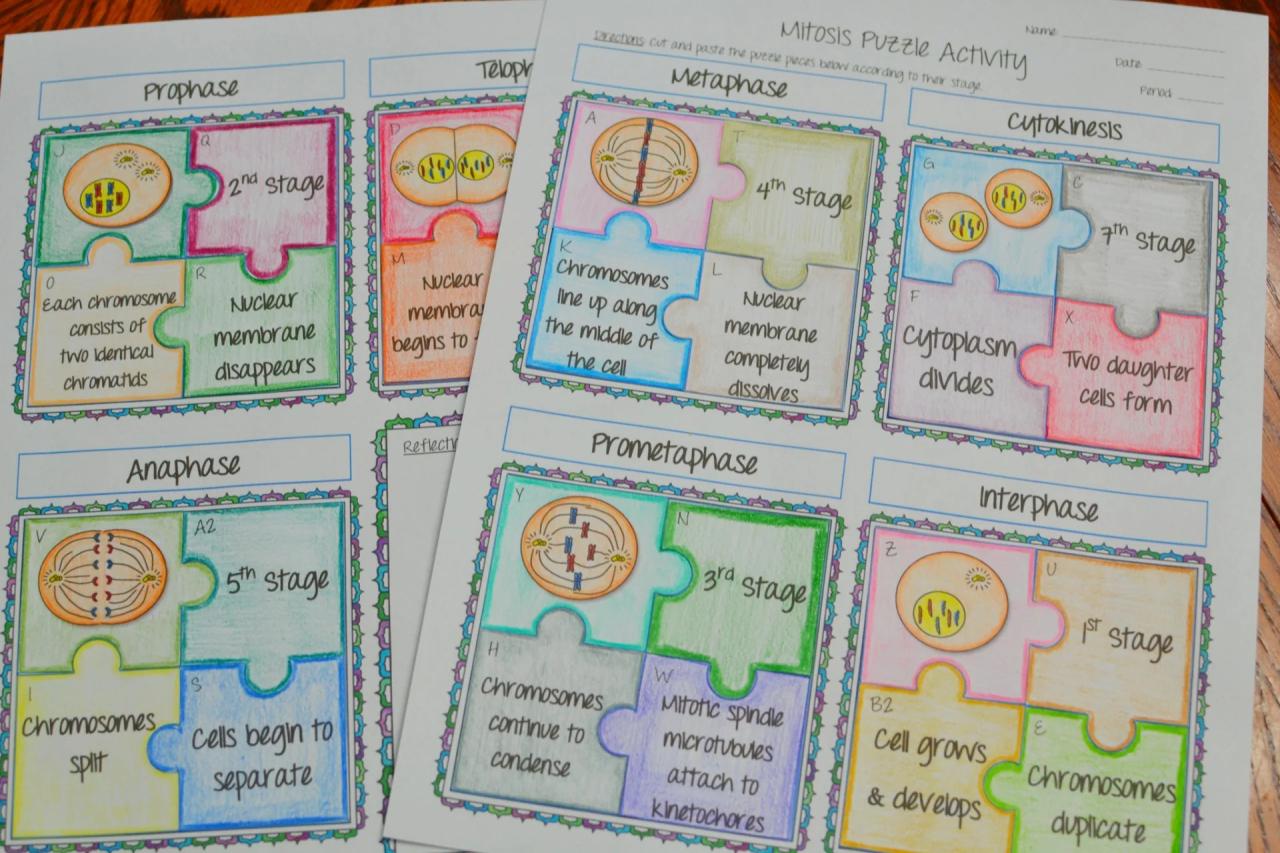 Mitosis puzzle activity answer key