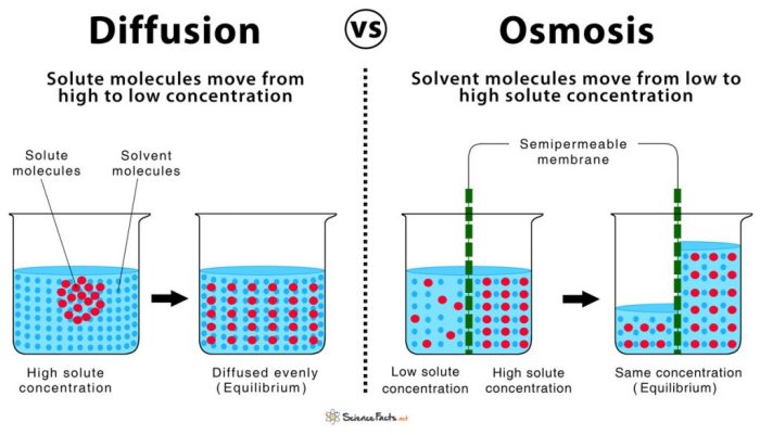 Osmosis and diffusion test questions