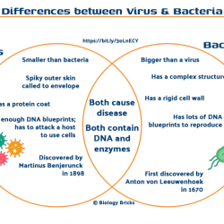 Bacteria venn viruses difference