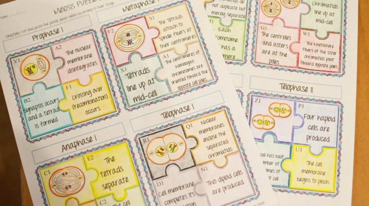 Mitosis puzzle activity answer key