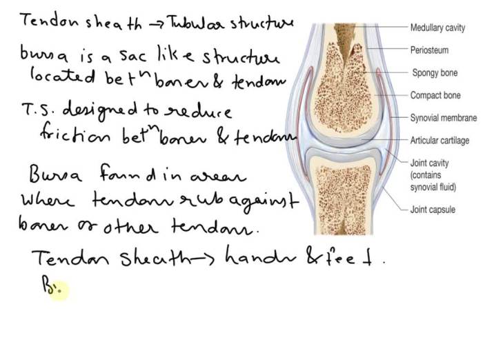 Match the synovial joint categories in column b