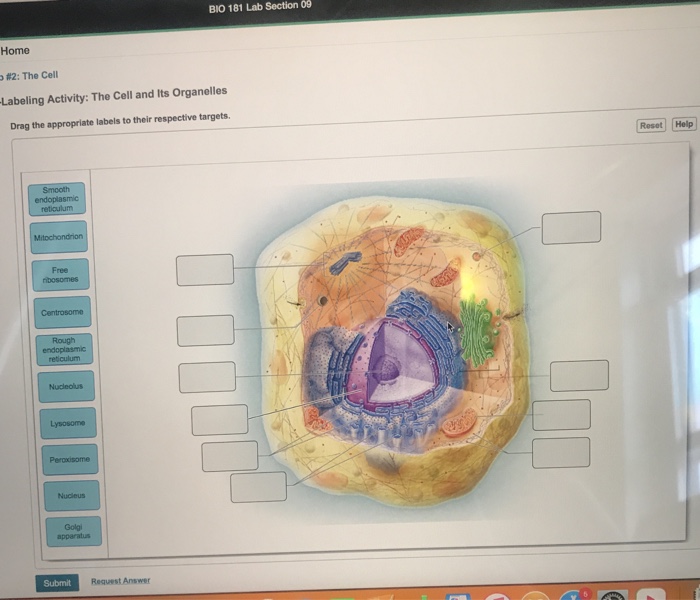 Organelles