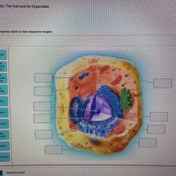 Art-labeling activity the cell and its organelles