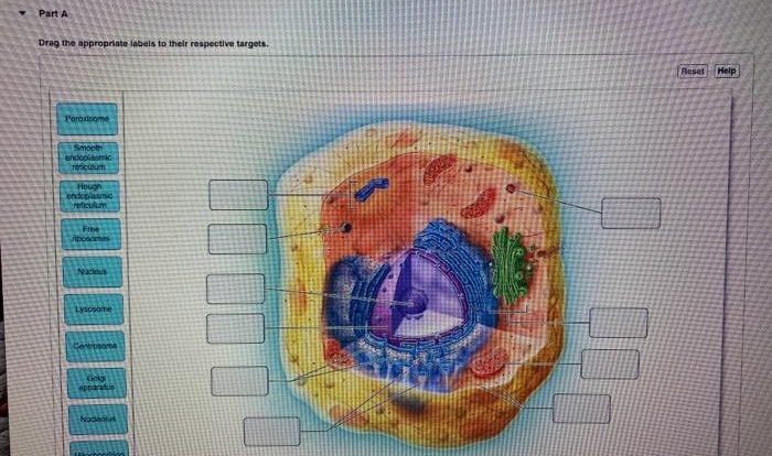 Art-labeling activity the cell and its organelles