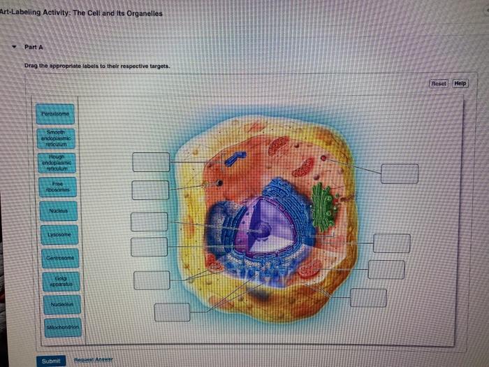 Art-labeling activity the cell and its organelles