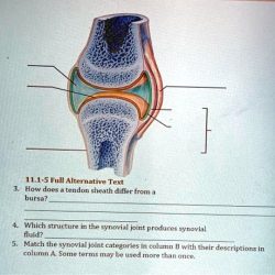 Match the synovial joint categories in column b