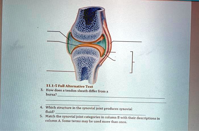 Match the synovial joint categories in column b