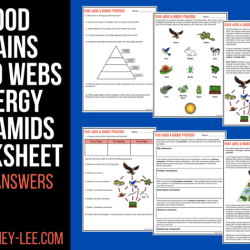 Food chains food webs and energy pyramid worksheet answers key