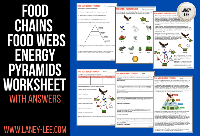 Food chains food webs and energy pyramid worksheet answers key