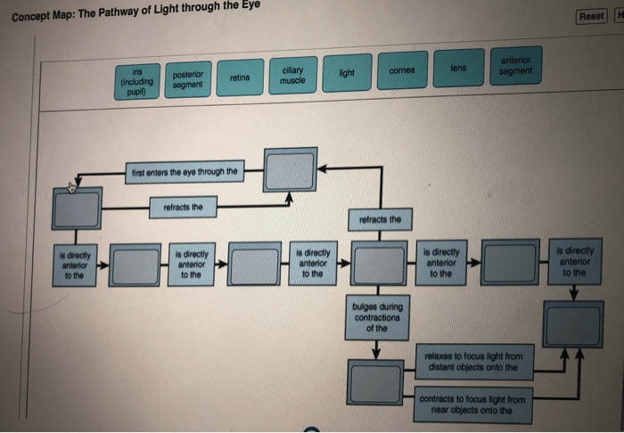 Concept map the pathway of light through the eye