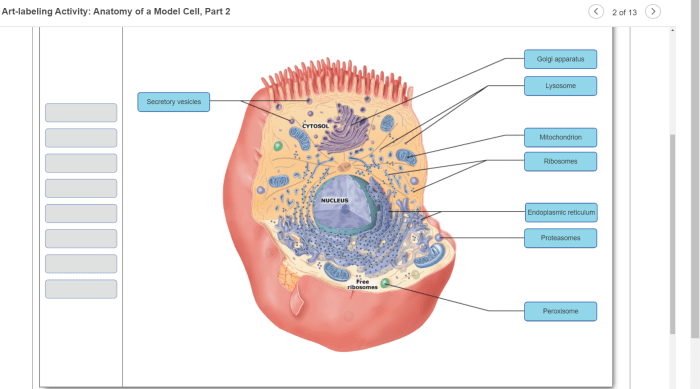 Art-labeling activity the cell and its organelles